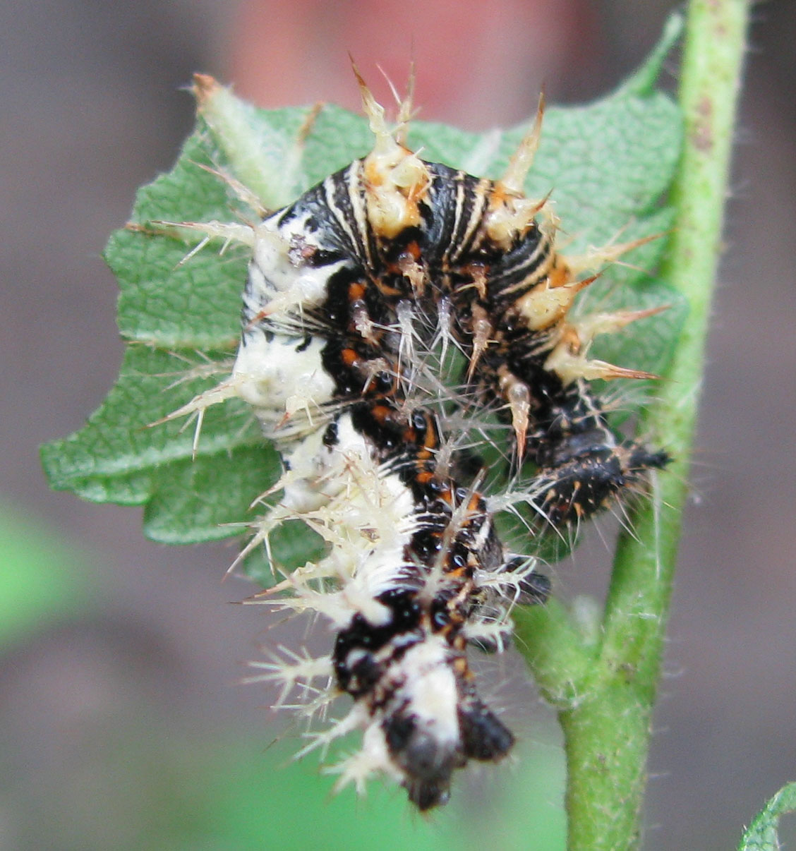 Identificazione bruchi, se possibile!